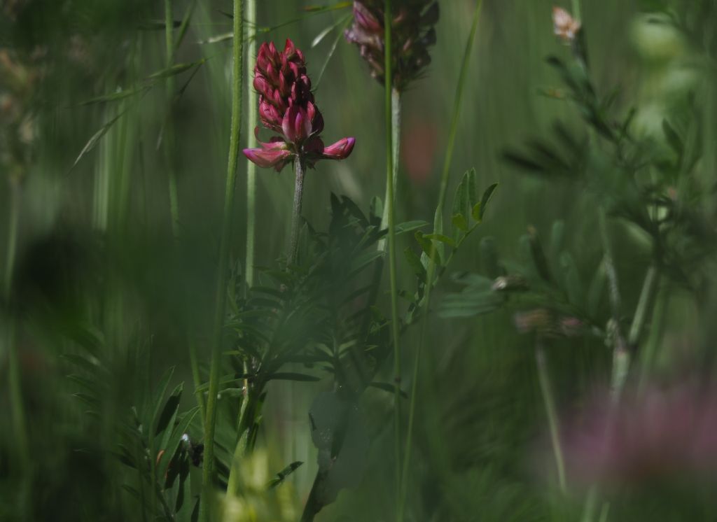 Onobrychis  cfr. viciifolia (Fabaceae)